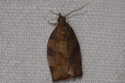 <i>Pandemis heparana</i>