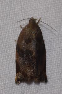 <i>Archips crataegana</i>