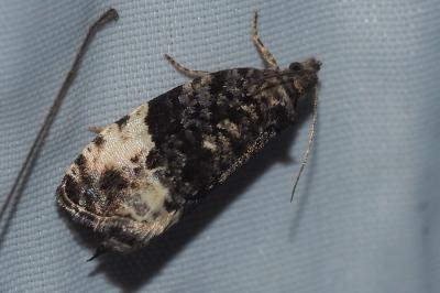 <i>Hedya pruniana</i>