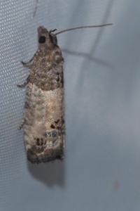<i>Notocelia roborana</i>
