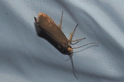 <i>Crassa unitella</i>
