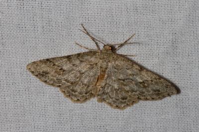 <i>Ectropis crepuscularia</i>