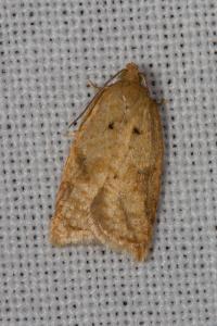 <i>Acleris ferrugana/notana</i>
