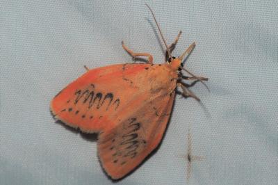 <i>Miltochrista miniata</i>