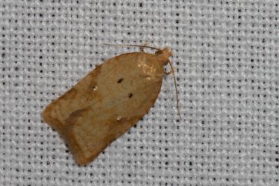 <i>Acleris ferrugana/notana</i>