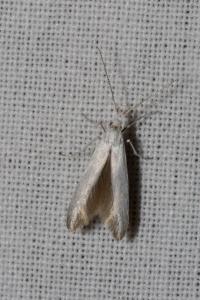 <i>Coleophora</i>