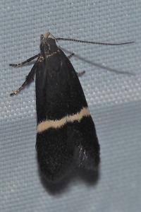 <i>Aproaerema larseniella</i>