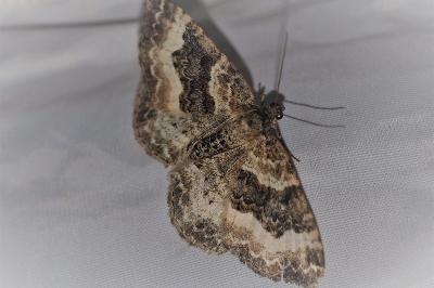 <i>Epirrhoe alternata</i>