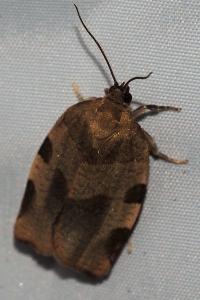 <i>Choristoneura hebenstreitella</i>