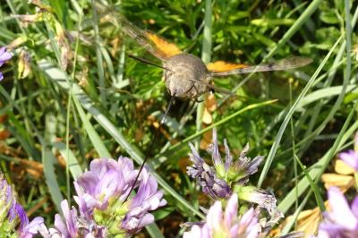 <i>Macroglossum stellatarum</i>