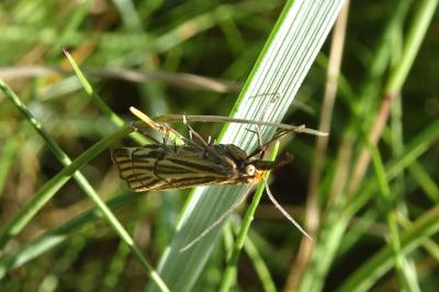 <i>Chrysocramboides craterellus</i>
