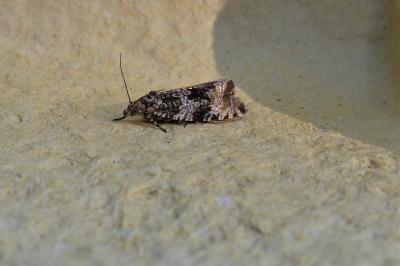 <i>Celypha lacunana</i>