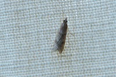 <i>Eudonia angustea</i>