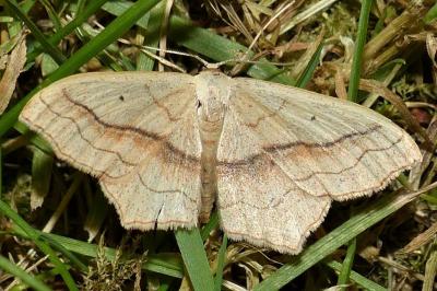 <i>Scopula imitaria</i>