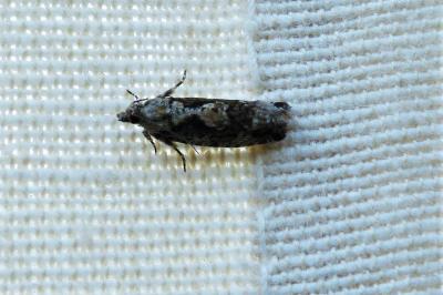 <i>Zeiraphera isertana</i>