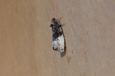 <i>Hedya nubiferana</i>