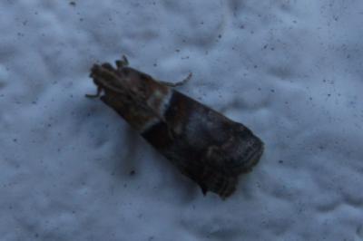 <i>Acrobasis tumidana</i>