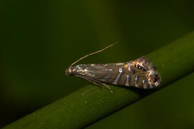 <i>Glyphipterix thrasonella</i>