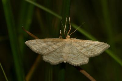 <i>Idaea macilentaria</i>