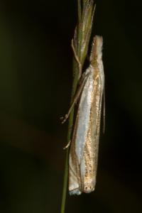 <i>Crambus pascuella</i>