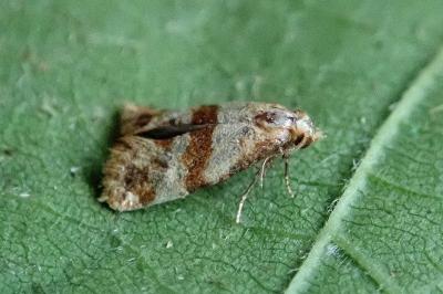 <i>Phalonidia contractana</i>