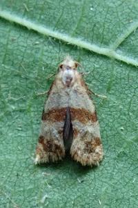 <i>Phalonidia contractana</i>