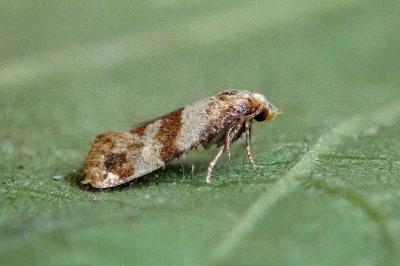 <i>Phalonidia contractana</i>