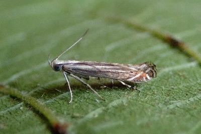 <i>Isophrictis</i>