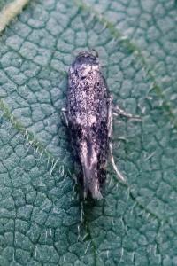 <i>Elachista</i>