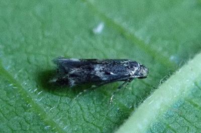 <i>Elachista</i>