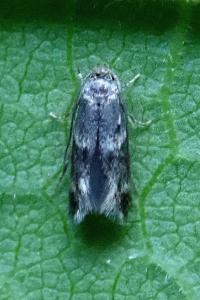 <i>Elachista</i>