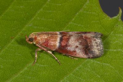 <i>Acrobasis repandana</i>