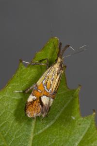 <i>Alabonia geoffrella</i>