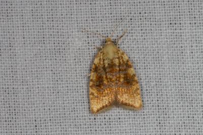 <i>Aleimma loeflingiana</i>