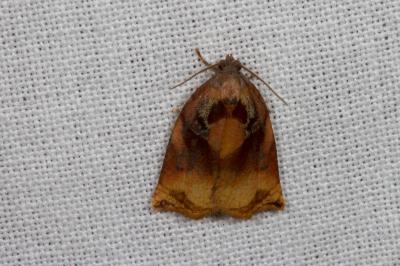 <i>Archips podana</i>