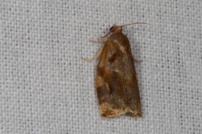 <i>Archips xylosteana</i>