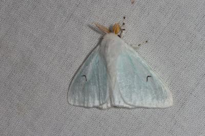 <i>Arctornis l-nigrum</i>