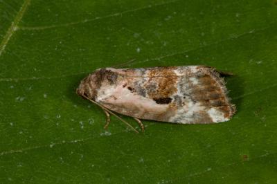 Elaphria venustula