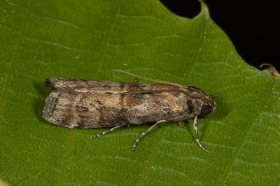 Phycita roborella