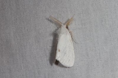 <i>Sphrageidus similis</i>