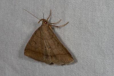 <i>Zanclognatha lunalis</i>