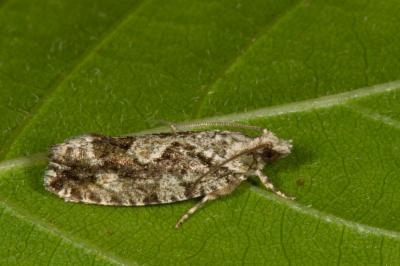 <i>Zeiraphera isertana</i>