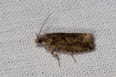 <i>Zeiraphera isertana</i>