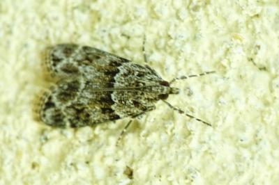 <i>Eudonia mercurella</i>