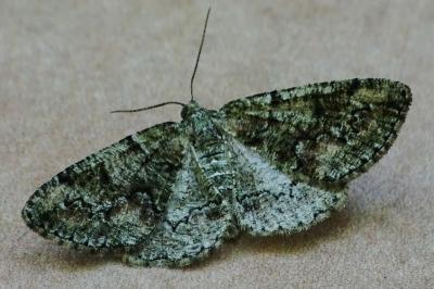 <i>Cleorodes lichenaria</i>