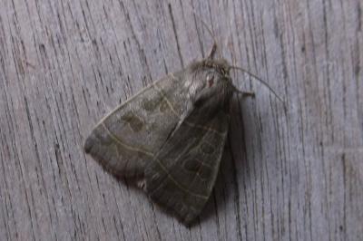 <i>Ipimorpha subtusa</i>