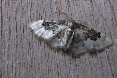 <i>Idaea rusticata</i>