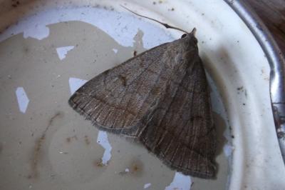 <i>Zanclognatha lunalis</i>