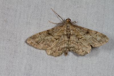 <i>Peribatodes rhomboidaria</i>