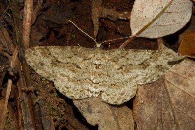 <i>Hypomecis roboraria</i>